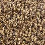 Tan Show Turf for Events